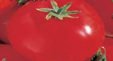 Popis odrůdy rajčete alfa a její vlastnosti